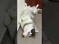 #youtubeshorts #shorts #husky