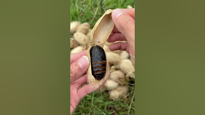 Earth baked high protein silkworm chrysalis, have you ever eaten it|Chinese Mountain Forest Life