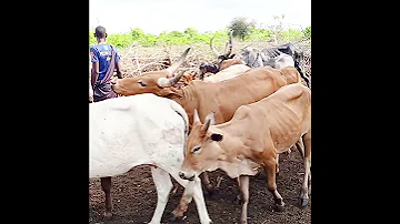 FIATI NGWANAFAIBA UJUMBE WA NG OMBE BY JISENA STUDIO 2024 