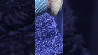 1 Million BLUE Crayfish Lobster Babies Born at Home Aquarium! #shorts Wealth