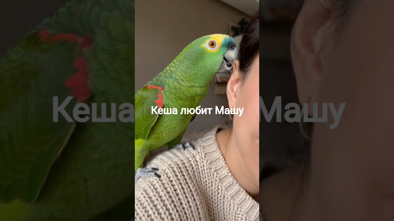 Кеша любит Машу