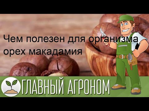 Чем полезен для организма орех макадамия