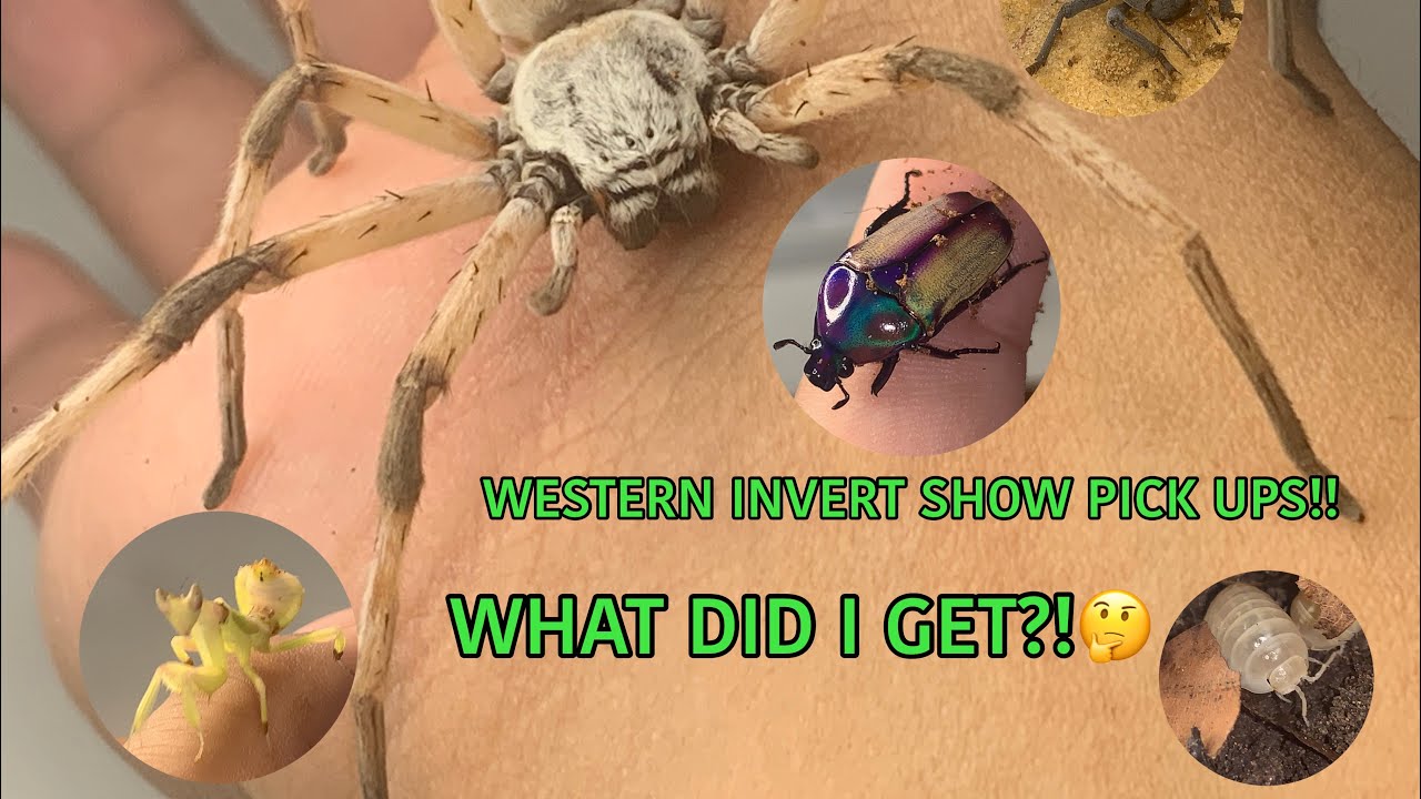 Western Invert show 2021 PICKUPS!!