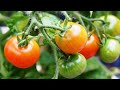 How to Grow Tomatoes by seeds || घर पर टमाटर कैसे उगायें || Fun Gardening || 27 Aug, 2017