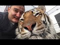 Тигры,Доброе утро !!)с 1 Днём Вёсны !!!/Good morning ,Tigers!)
