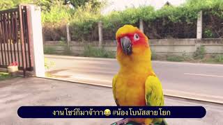 ซันคอนัวร์ & กรีนชีค