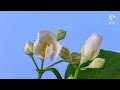 برنامج صباح الشارقة أسرار ومعلومات عن زهور الياسمين برنامج صباح الشارقة أسرار ومعلومات عن زهور الياسمين