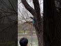 Trim the higher branvches without the ladder #powertools #woodworking #tools #chainsaw #treework