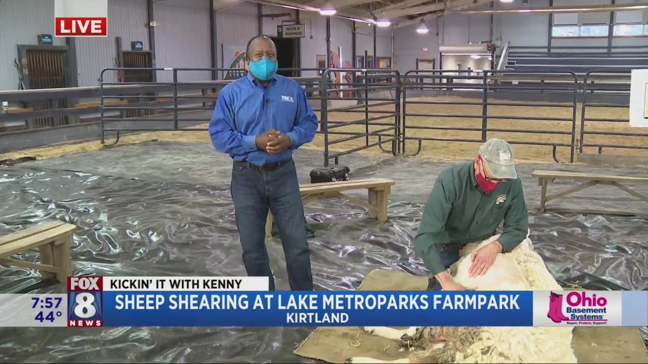 It's time to shear the sheep and Kenny learns why this haircut is so important