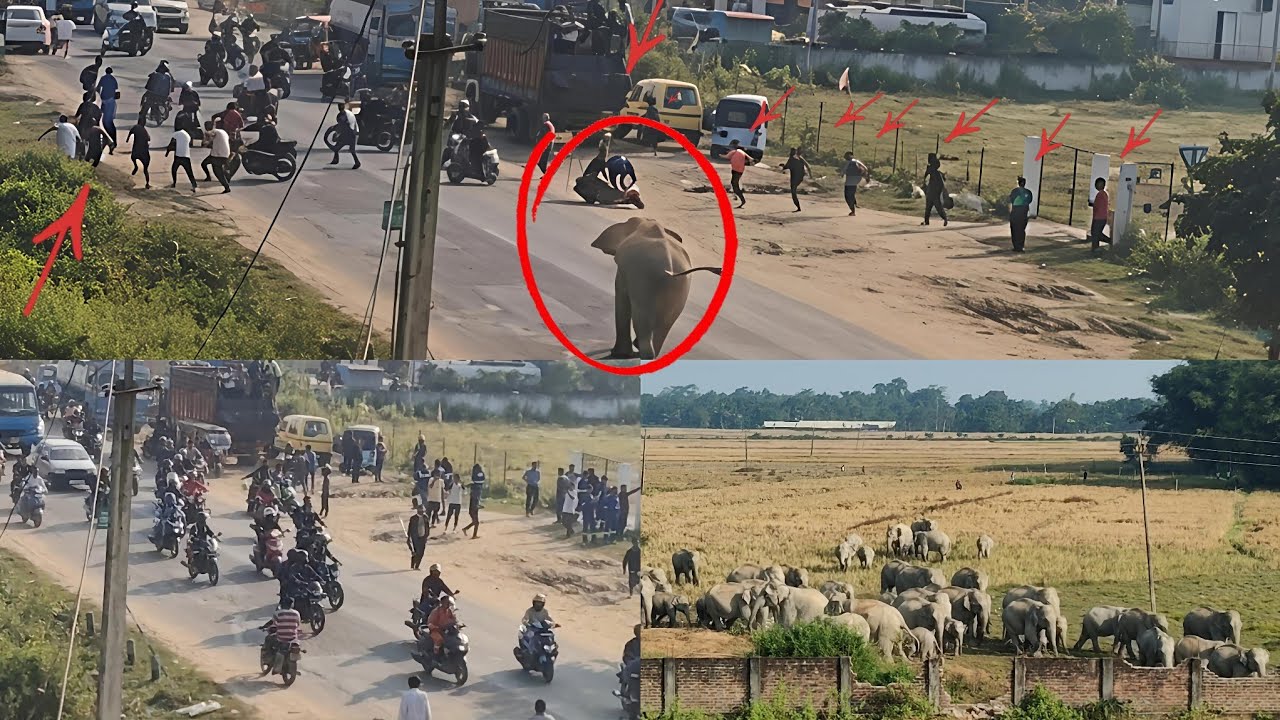 Elephant vs Highway Traffic! Shocking Road Encounter 😱