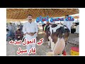 Malik mohsin awans most beautifull cows for sale at maveshi mandi bhalwal 11 chak