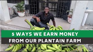 How we make money from our Plantain Farm in Nigeria  (for newbies & investors)