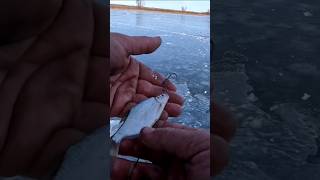 КАК ПРАВИЛЬНО НАСАДИТЬ ЖИВЦА НА КРЮЧОК! #рыбалка2022 #рыбалка #fishing