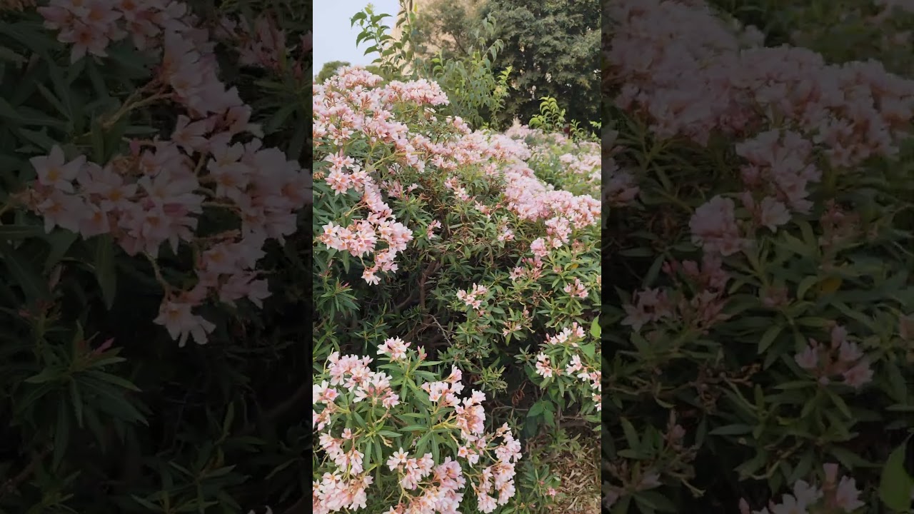 Красивые и ядовитые. Олеандры