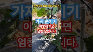 가지 순치기 #가지 곁순제거