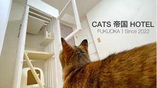 【DIY】野良猫が泊まれるホテル木枠猫ケージを作りました