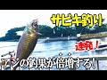 アジの釣果が倍増する最強のサビキ釣りはこれだ!この竿とサビキの組み合わせでアジが連発!2種類のサビキを試して分かった!