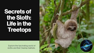 Secrets of the Sloth: Life in the Treetops #sloth #nature #racing #speed