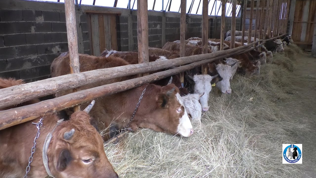 -Farma krava porodice Bilić u selu Oćunama pod Lisinom -