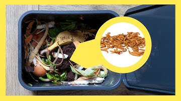 How to Prevent Maggots From Taking Over Your Green Bin