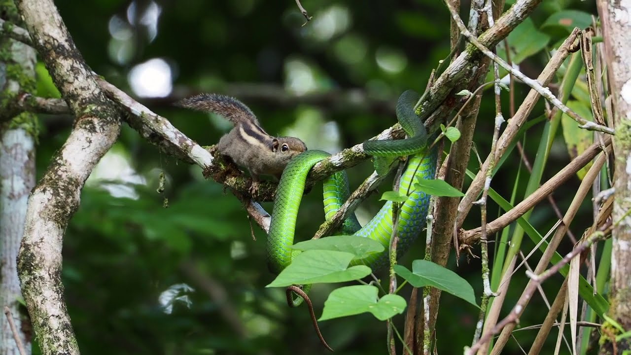 Himalayan Striped Squirrel vs Cameron Highland Pit Viper