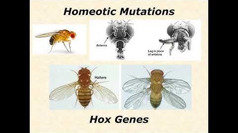BIOL 3406 Unit 1 7 1 Discovery of the Toolkit