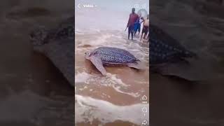 Tortue Géante sur les Plages de Moanda