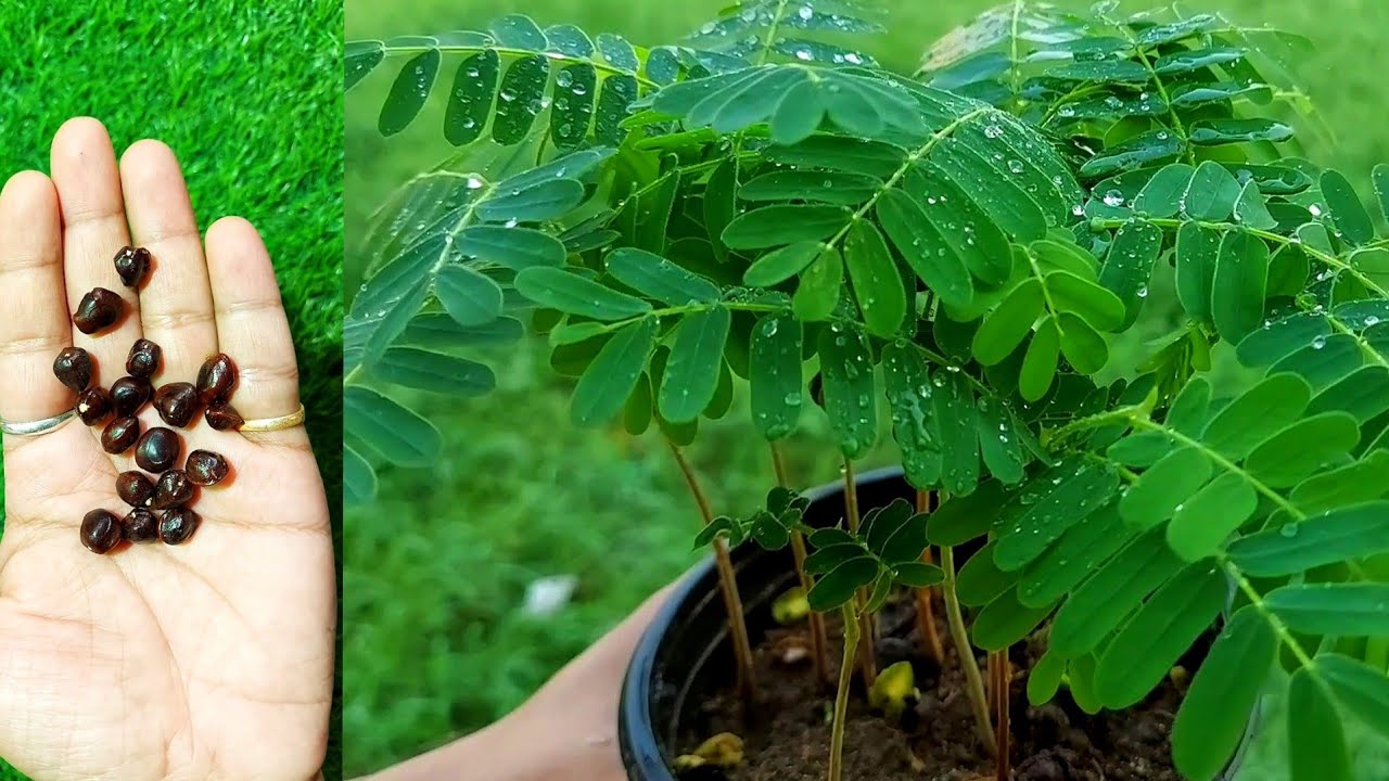Growing Sweet Tamarind Plants From Seeds How To Grow Imli Tree From Maxresdefault