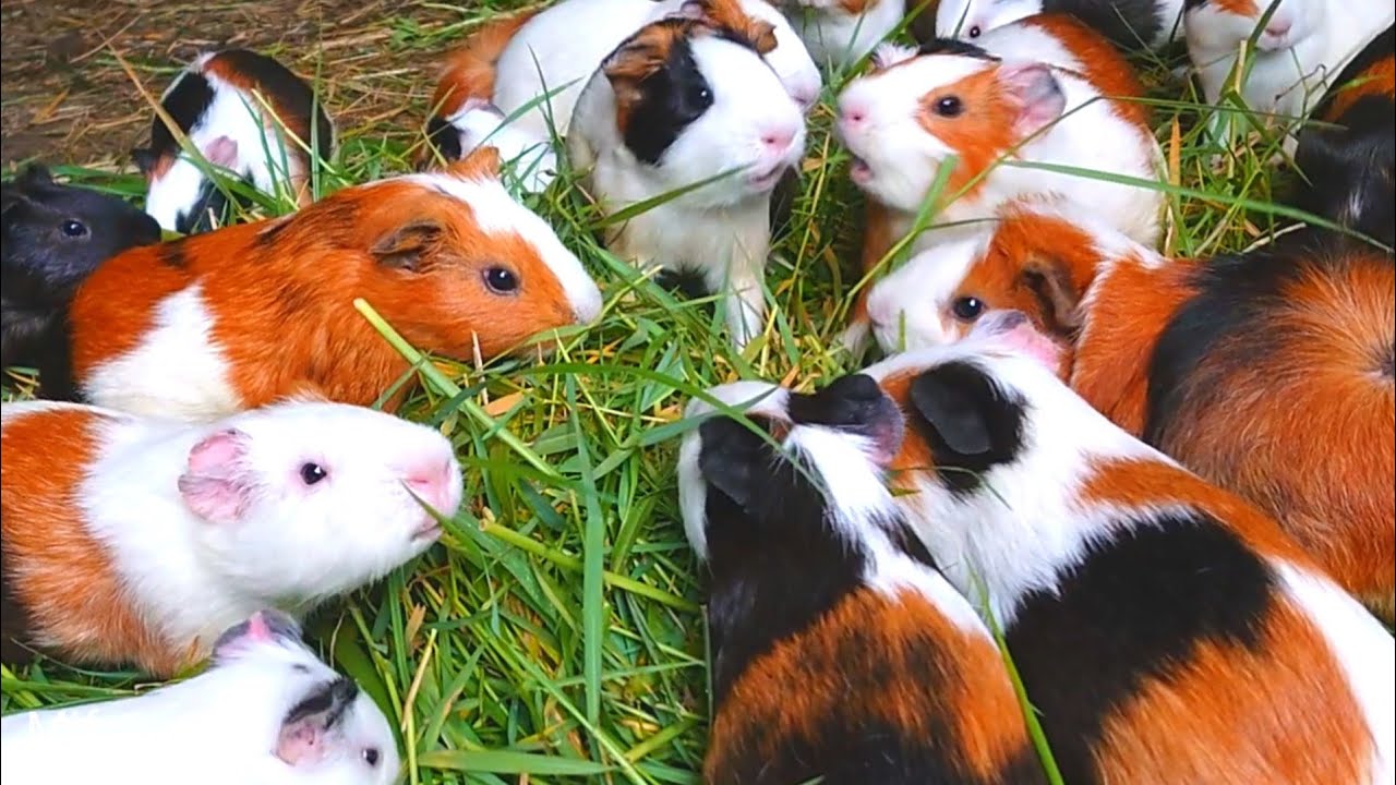 Guinea pigs eating ASMR, satisfying eating ASMR, animal sounds ASMR, colorful guinea pigs eating 