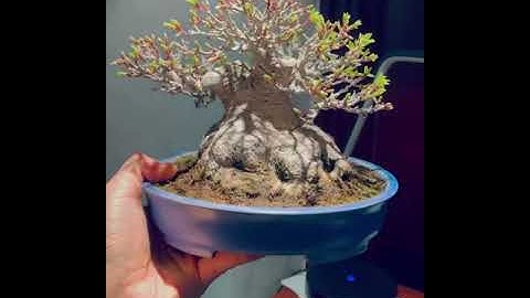 cây bonsai mini, bonsai đẹp, bonsai để bàn phần 148 • GÓC BAN CÔNG