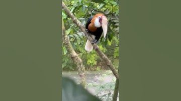 Different bird in Singapore