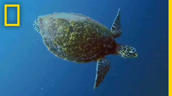 Sea Turtles 101 | National Geographic - DayDayNews