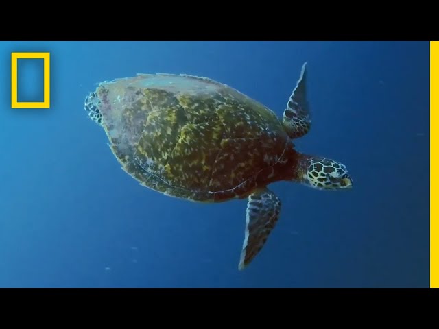 Sea Turtles 101 | National Geographic class=