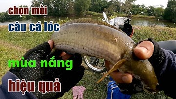 Câu Lure Cá Lóc ● Cách Chọn Mồi Câu Cá Lóc Mùa Nắng Hiệu Quả | Tâm Râu Vlog #199