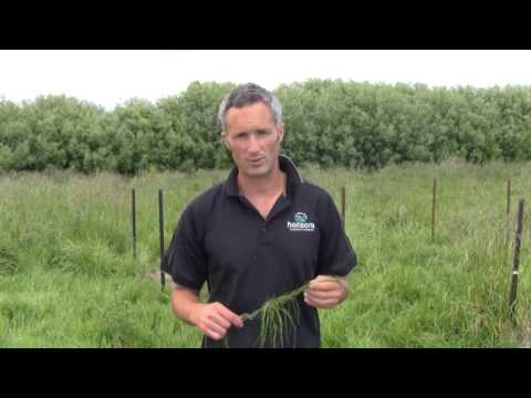 Video: Field Horsetail - Application, Contraindications, Composition, Useful Properties