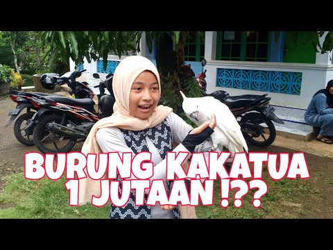 Video: Berapa Kos Burung Kakak Tua