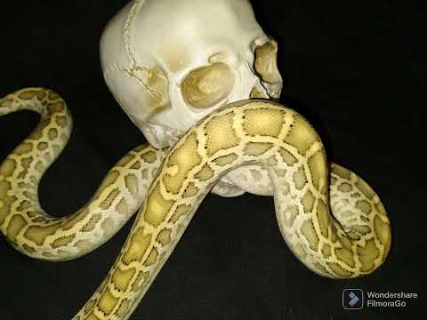 Betty hypo Burmese python 💯 het granite het albino