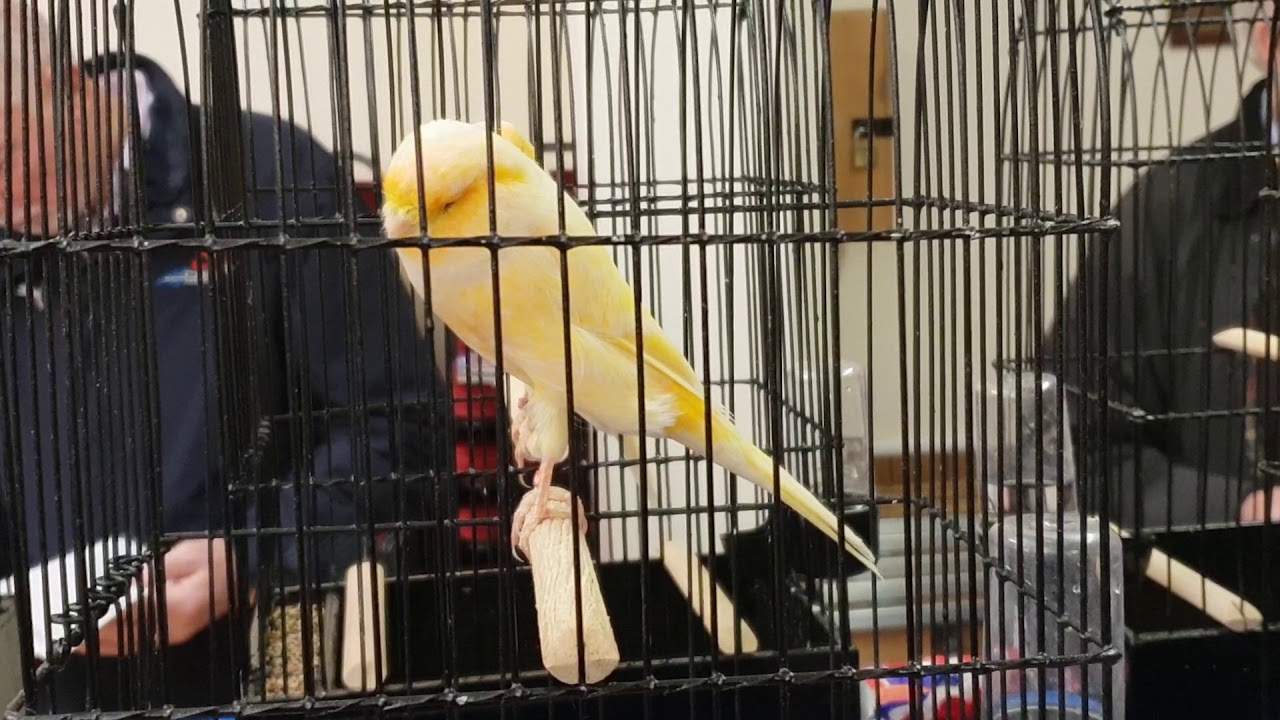 Southern  & Eastern Counties Yorkshire Canary Show 2019
