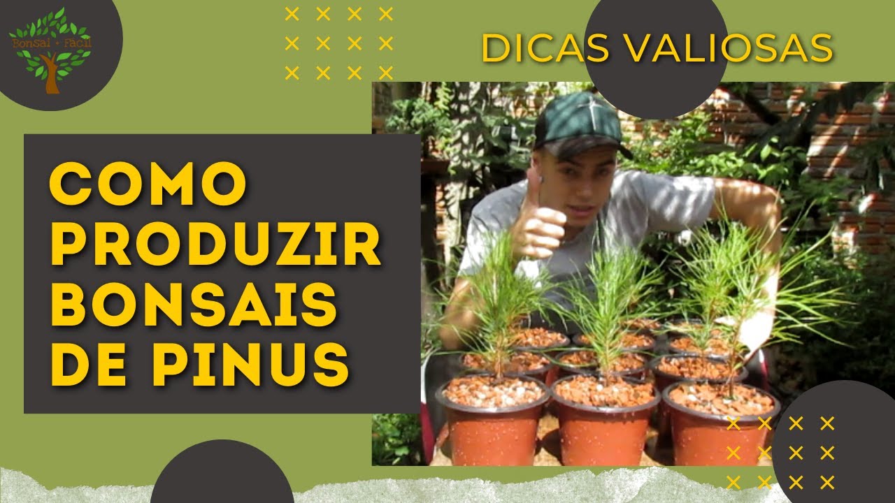 COMO PRODUZIR BONSAIS DE PINUS APARTIR DE SEMENTES  #1