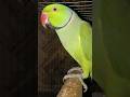 Parrot Bird ! Indian ringneck parrot Bird talking Mummy #parrot #talkingparot #parrottalkingmummy