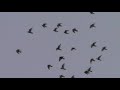 Пермские голуби в полете
