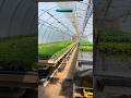 Hydroponic Lettuce greenhouse