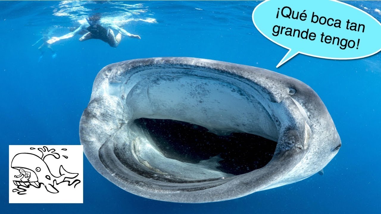 dross y su club de los buscafama