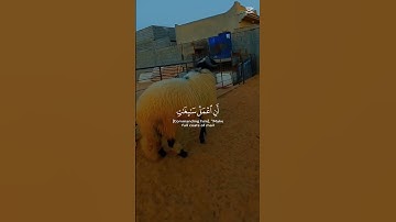 #اكسبلور #القران_الكريم #تيك_توك #اكلتك #cow #المشير #المصحف #ترند #تلاوه_خاشعه #السعوديه