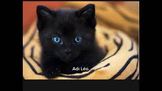 Fransızca Kısa Hikaye