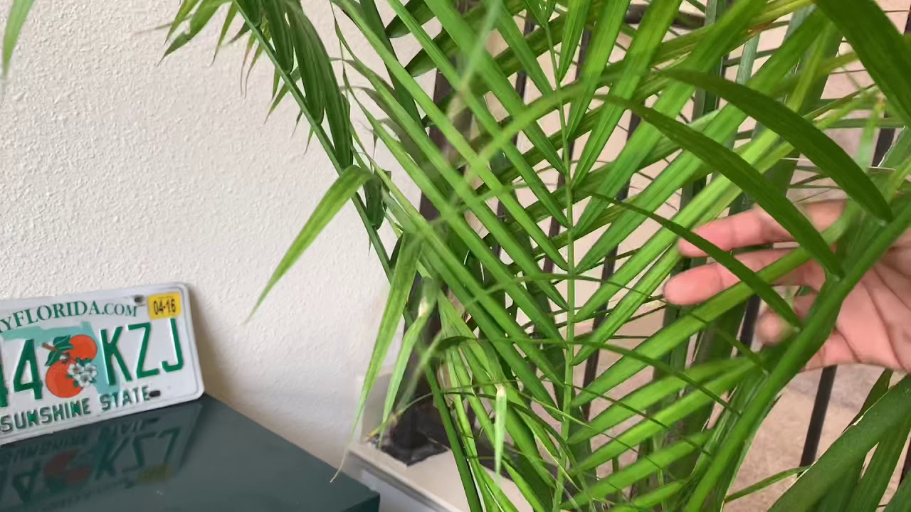 ZTY TOON Palm Care Ep.5 Majestic/Majesty Palm Tree Large Indoor plant