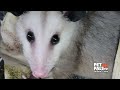 Truth about Opossums