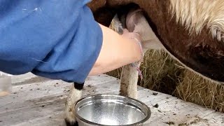 Milking A Sheep Take Two - Taste Test