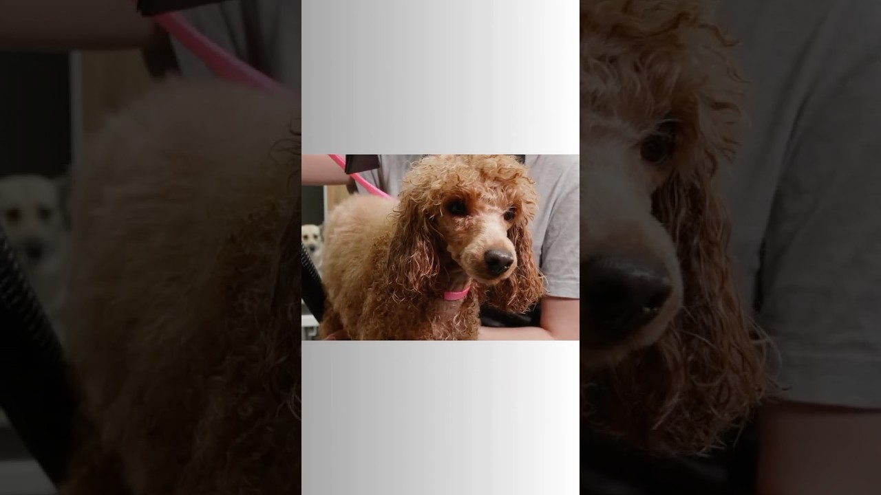 Paws & All Tales and Tips