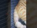 He survived the fight🥀#cute #cat #shorts #funnycat #kitten #catlife #pets #annimalsfunny #tiktokcats